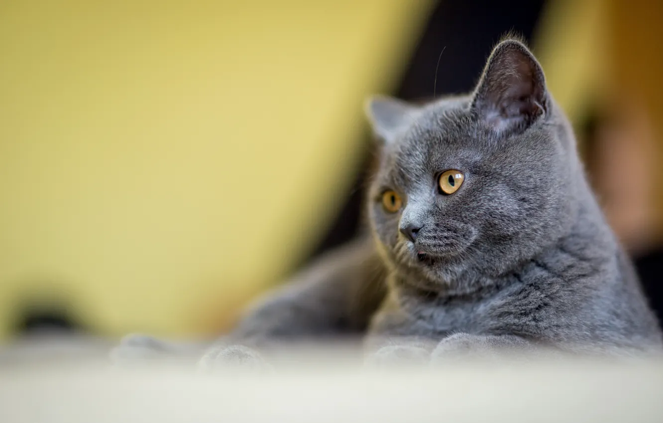 Photo wallpaper language, cat, cat, look, pose, grey, background, portrait