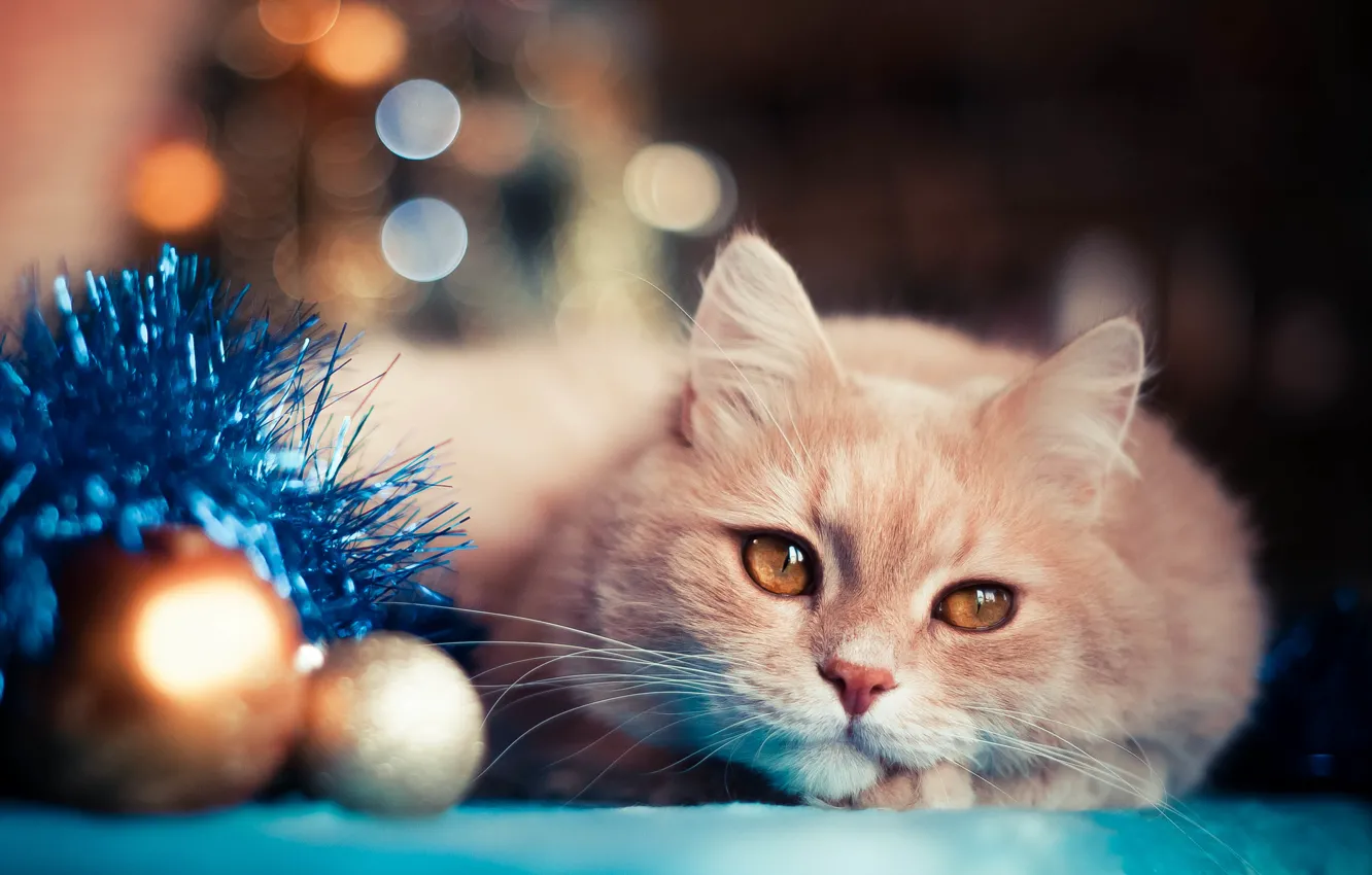 Photo wallpaper cat, holiday, balls, toys, new year, tinsel, bokeh