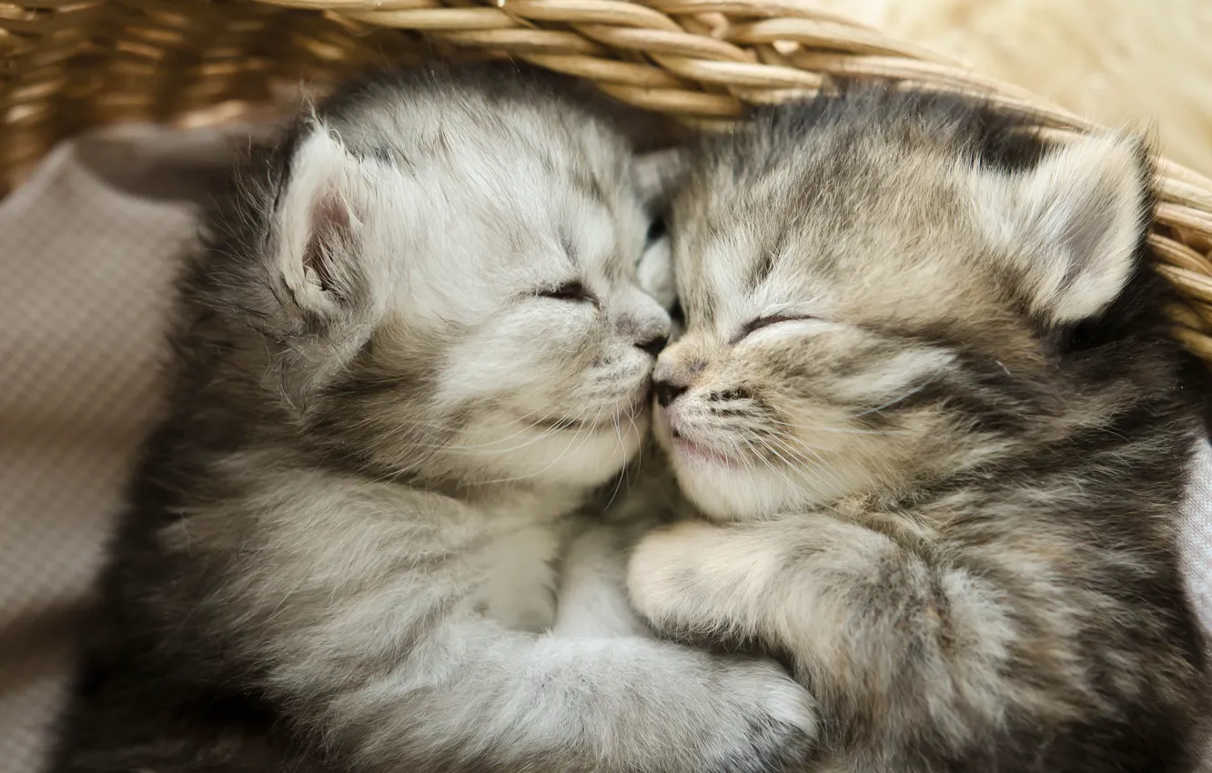 Photo wallpaper sweetheart, sleep, baby, sleeping, lies, kitty, a couple, basket