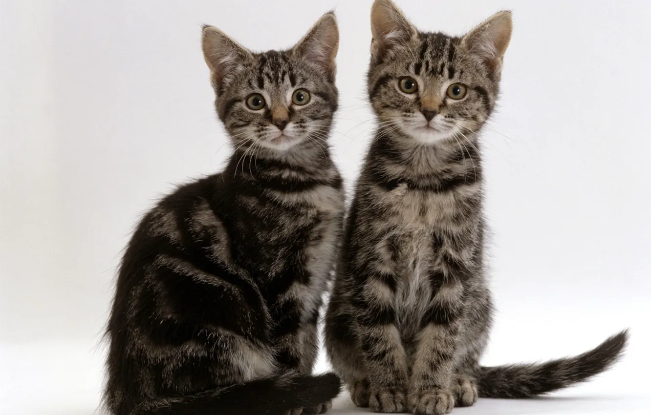 Photo wallpaper kittens, grey, Duo