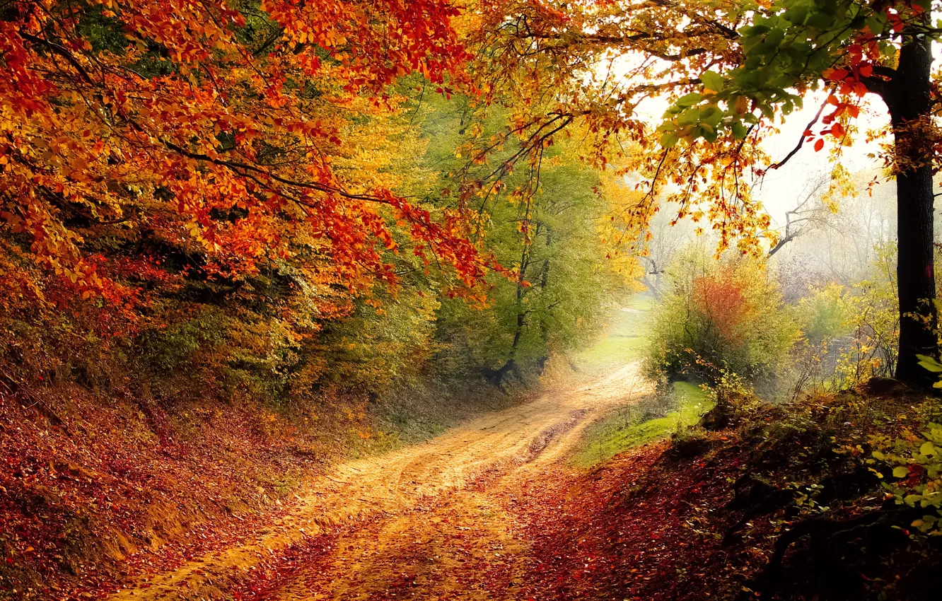Photo wallpaper road, autumn, forest, foliage, color