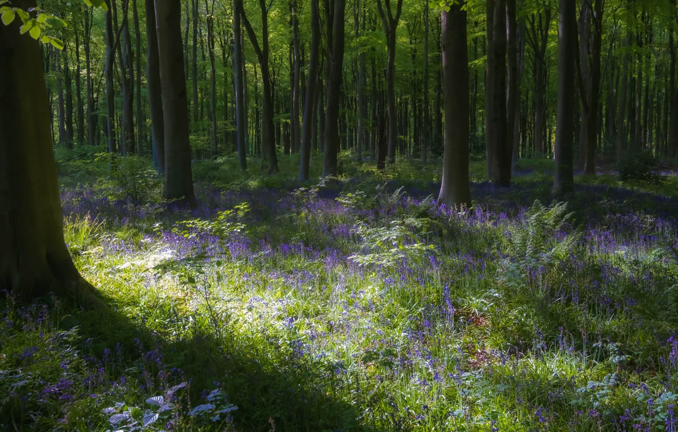 Photo wallpaper greens, forest, grass, light, trees, flowers, glade, foliage