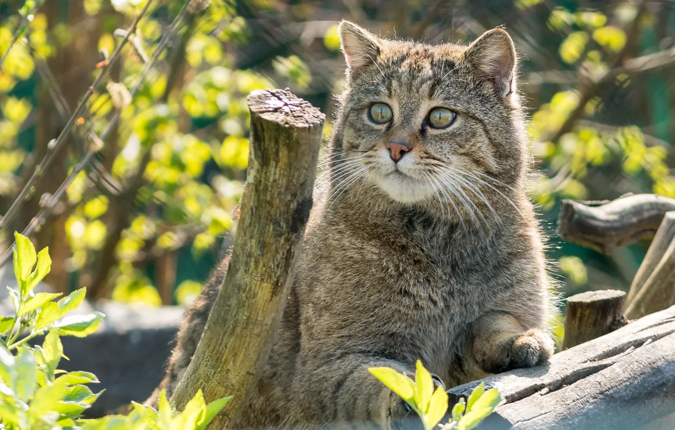 Photo wallpaper greens, cat, leaves, the sun, nature, grey, bokeh, wildcat