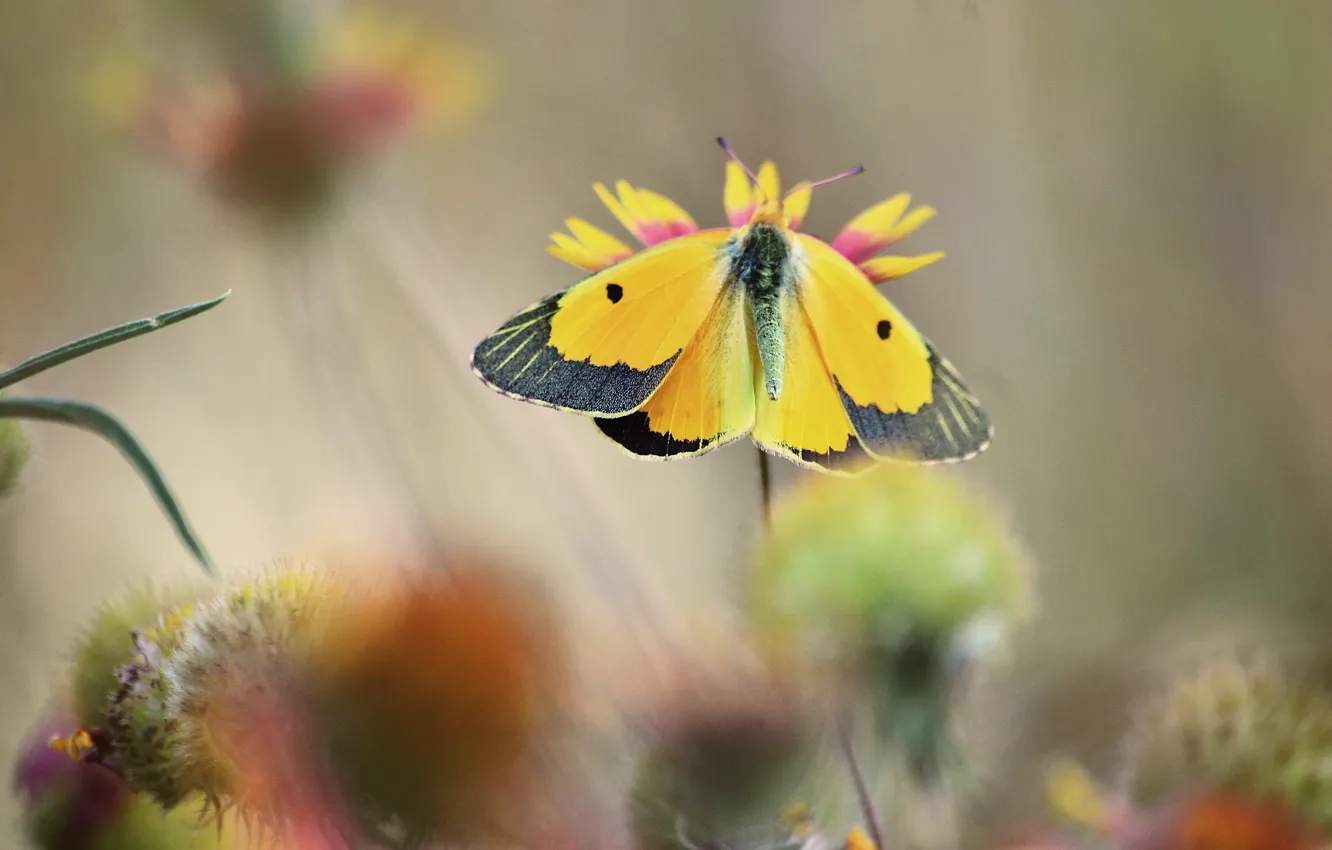 Photo wallpaper summer, macro, flowers, yellow, butterfly, blur, insect, grey background