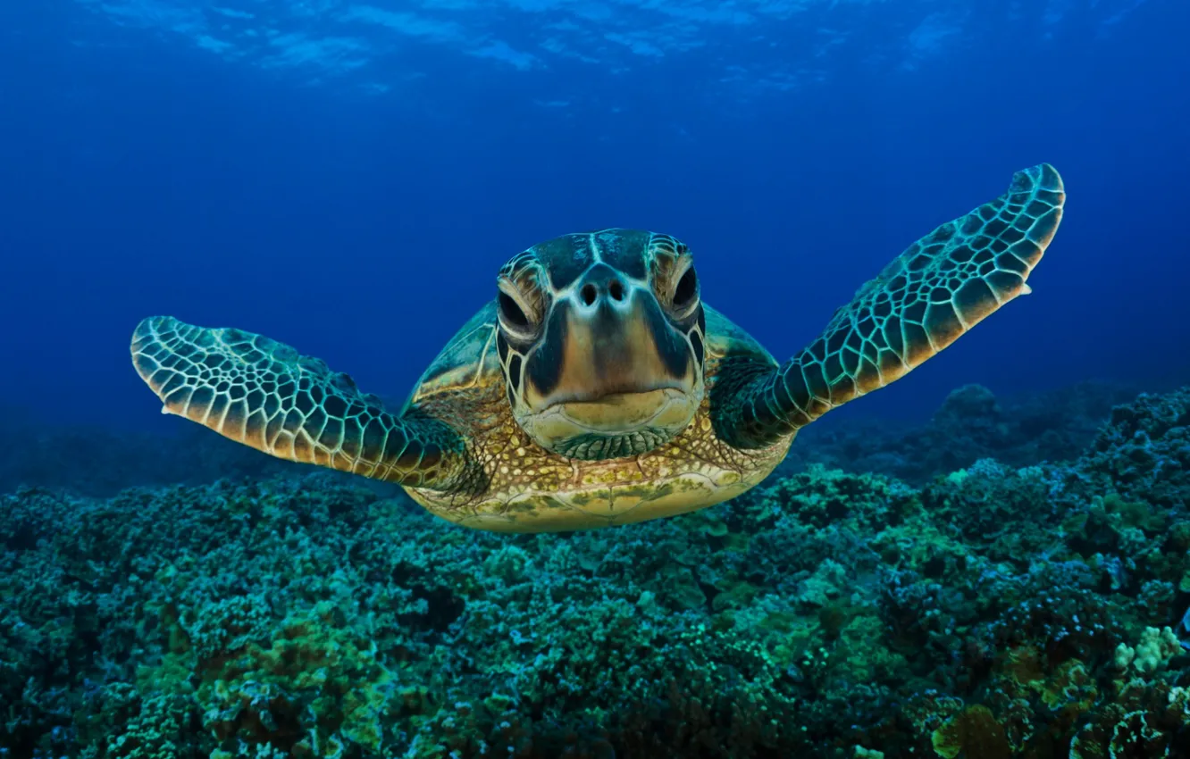 Photo wallpaper sea, eyes, face, water, sea turtle