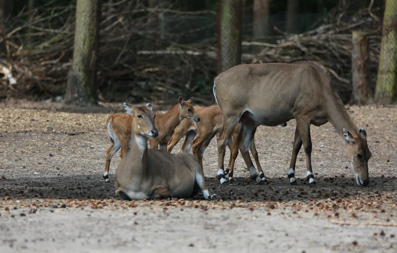 Photo wallpaper Nature, Germany, Park, Nilgauantilope