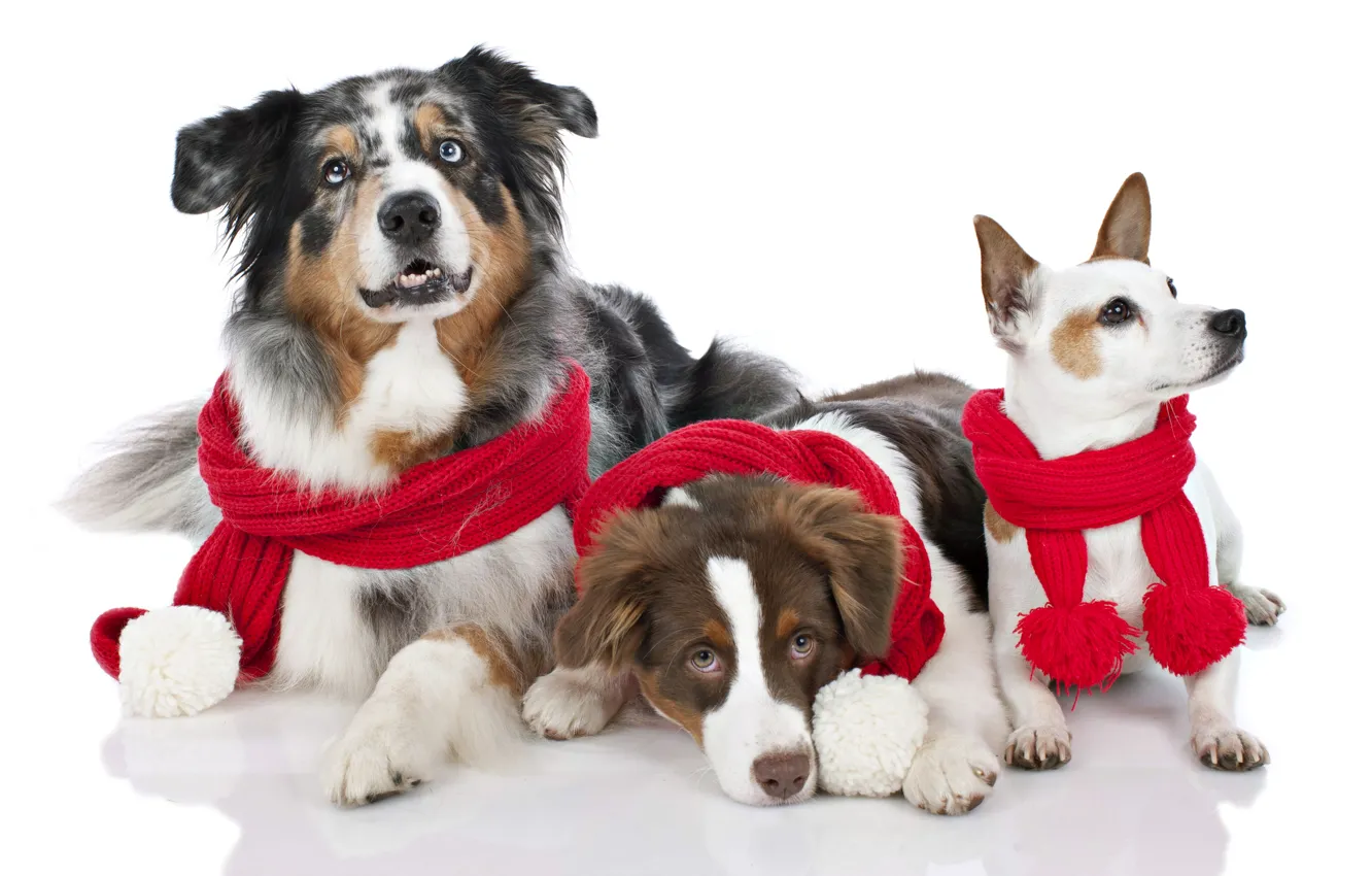Photo wallpaper holiday, new year, Christmas, Christmas, New Year, dogs
