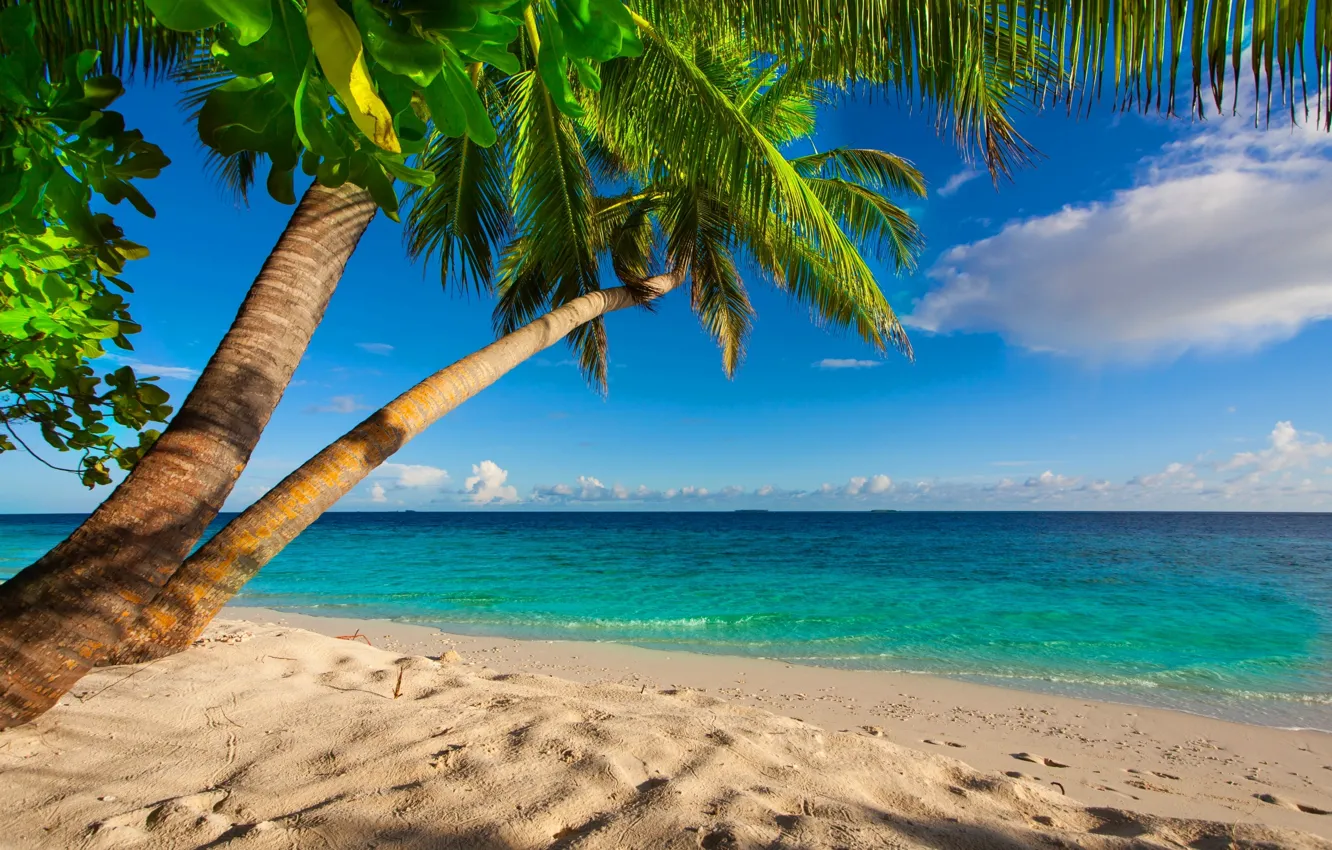 Photo wallpaper beach, the sky, clouds, palm trees, The ocean, below