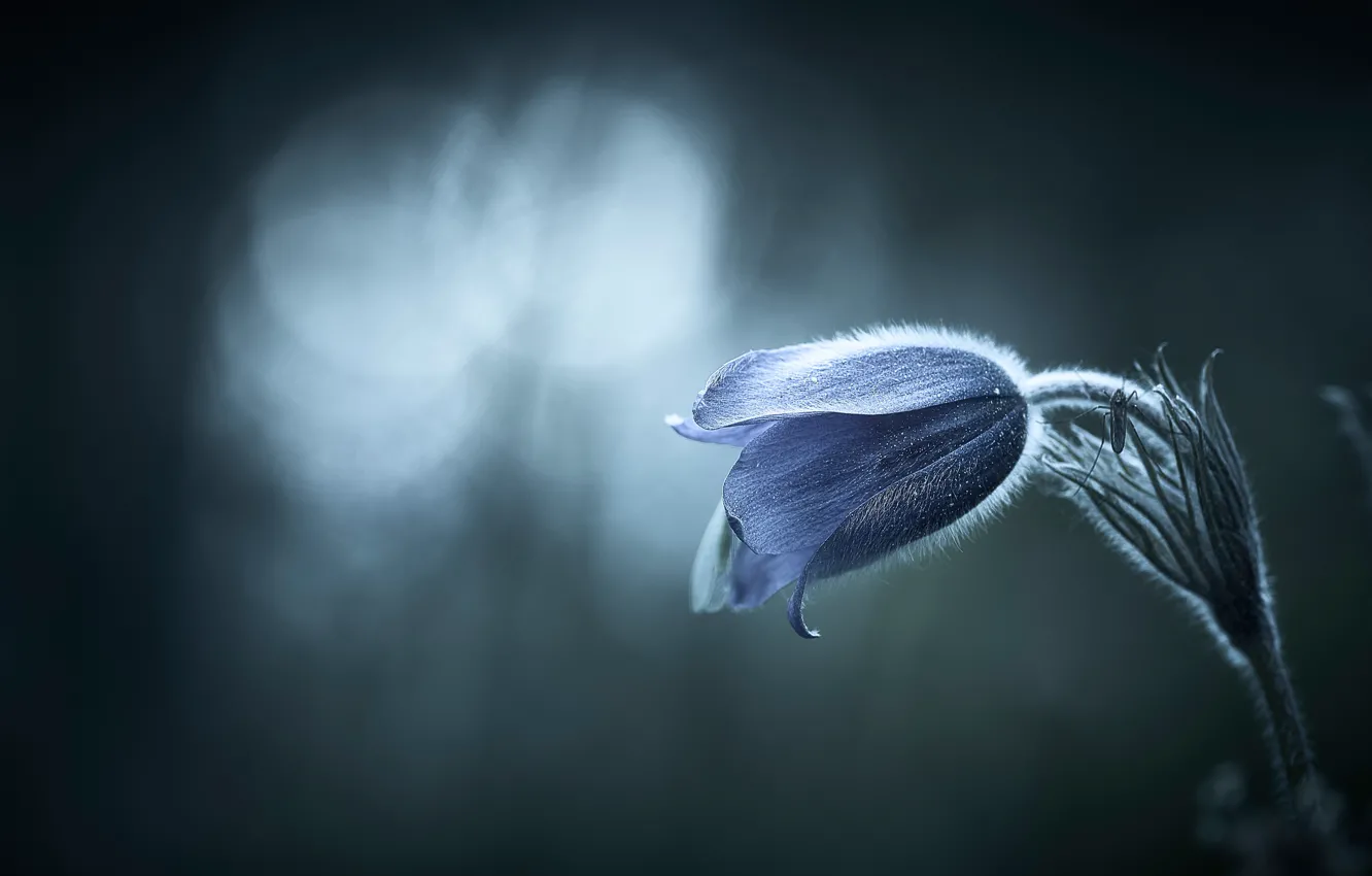 Photo wallpaper flower, the dark background, spring, Bud, insect, the mosquito, twilight, bokeh