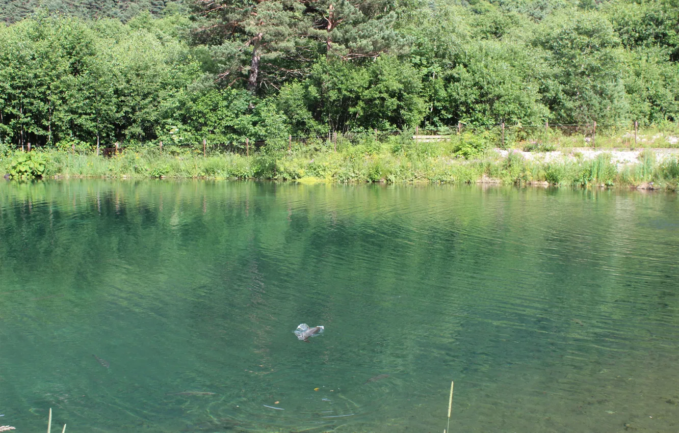 Photo wallpaper water, pond, pond