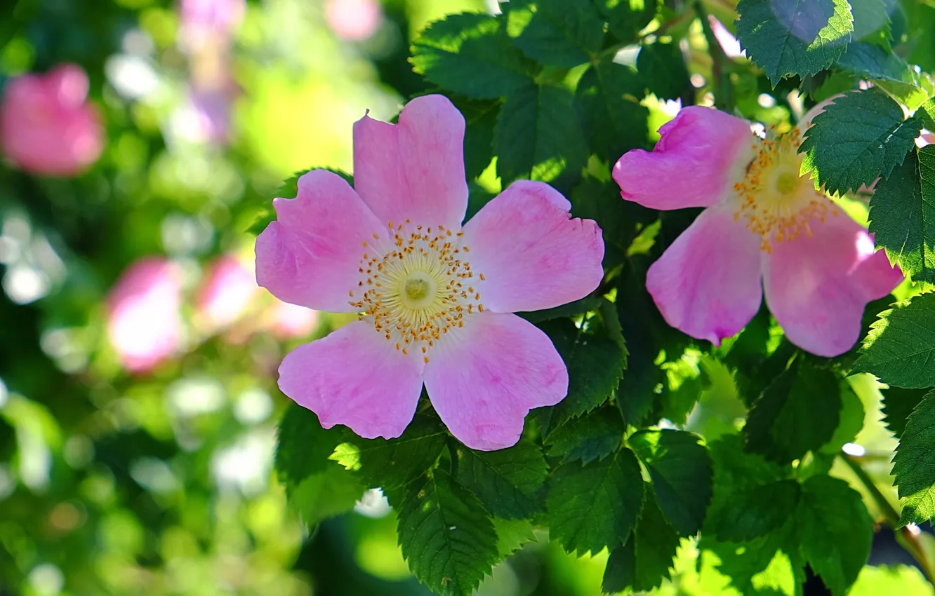 Photo wallpaper leaves, macro, petals, briar, flowering
