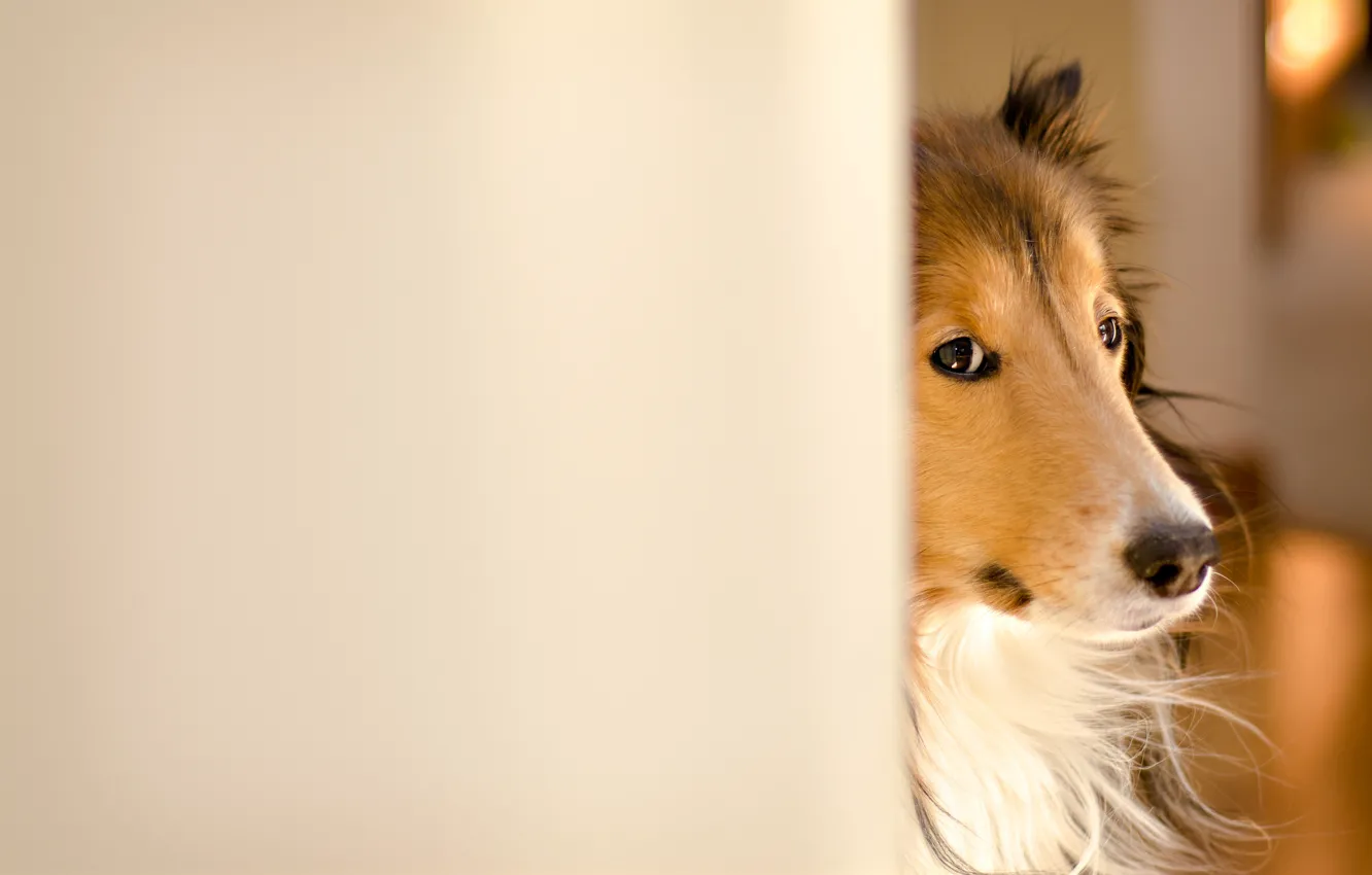 Photo wallpaper dog, collie, Fergus, Kerfuffle~Photography