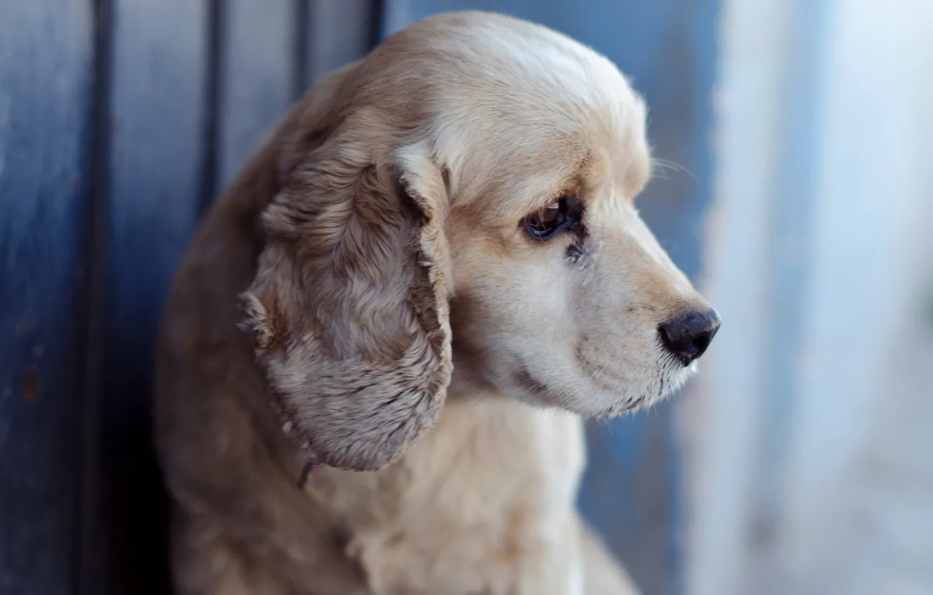 Photo wallpaper look, each, dog