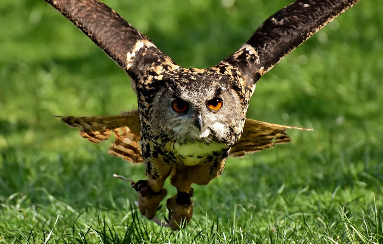 Photo wallpaper flight, bird, Owl