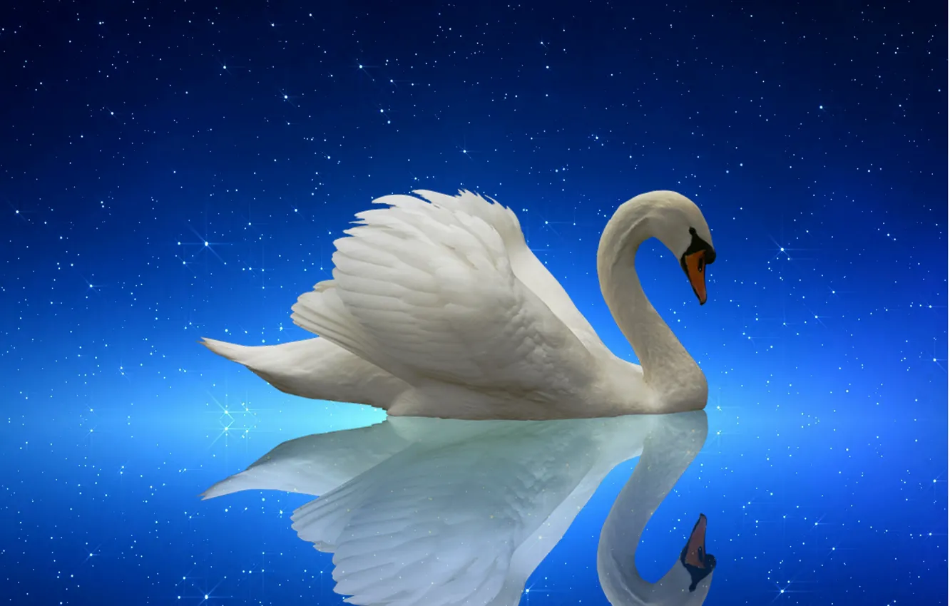 Photo wallpaper swan, nature, night, lake, starry night