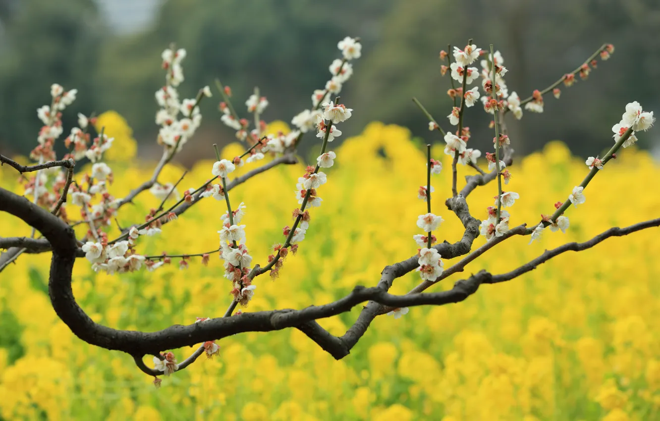 Photo wallpaper flowers, tree, bokeh, plum, field of gold, plum blossoms