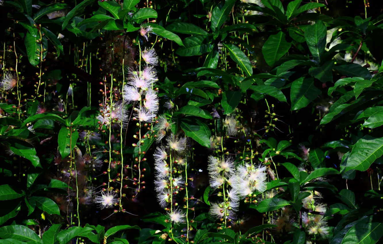 Photo wallpaper flowers, flowering, the bushes