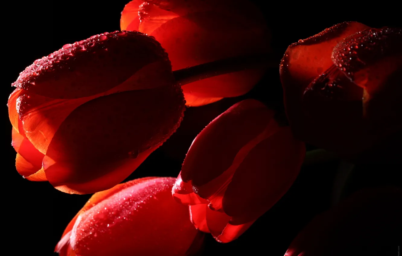 Photo wallpaper water, drops, macro, flowers, tulips, red