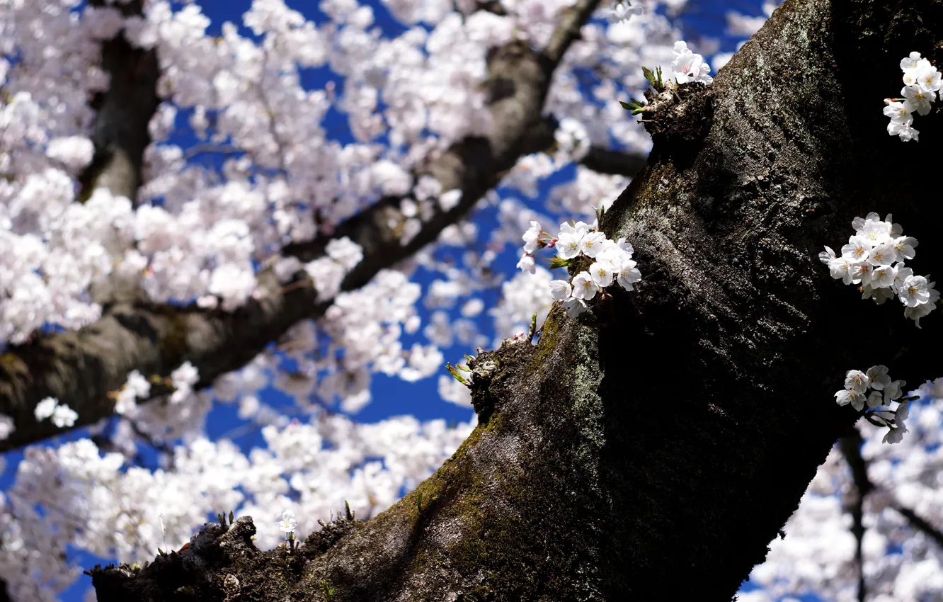 Photo wallpaper the sky, light, trees, flowers, branches, blue, shadow, spring