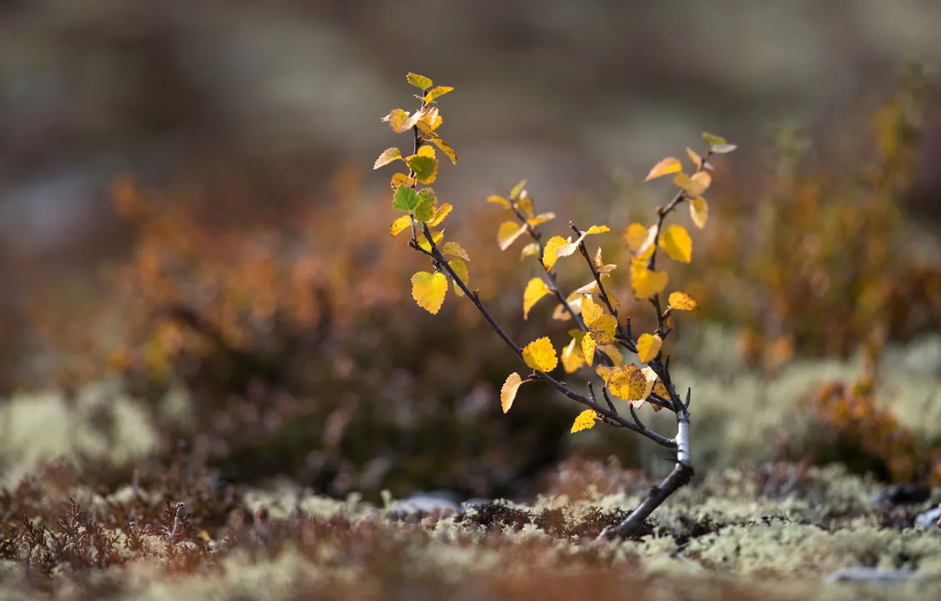 Photo wallpaper autumn, leaves, macro, trees, earth, moss