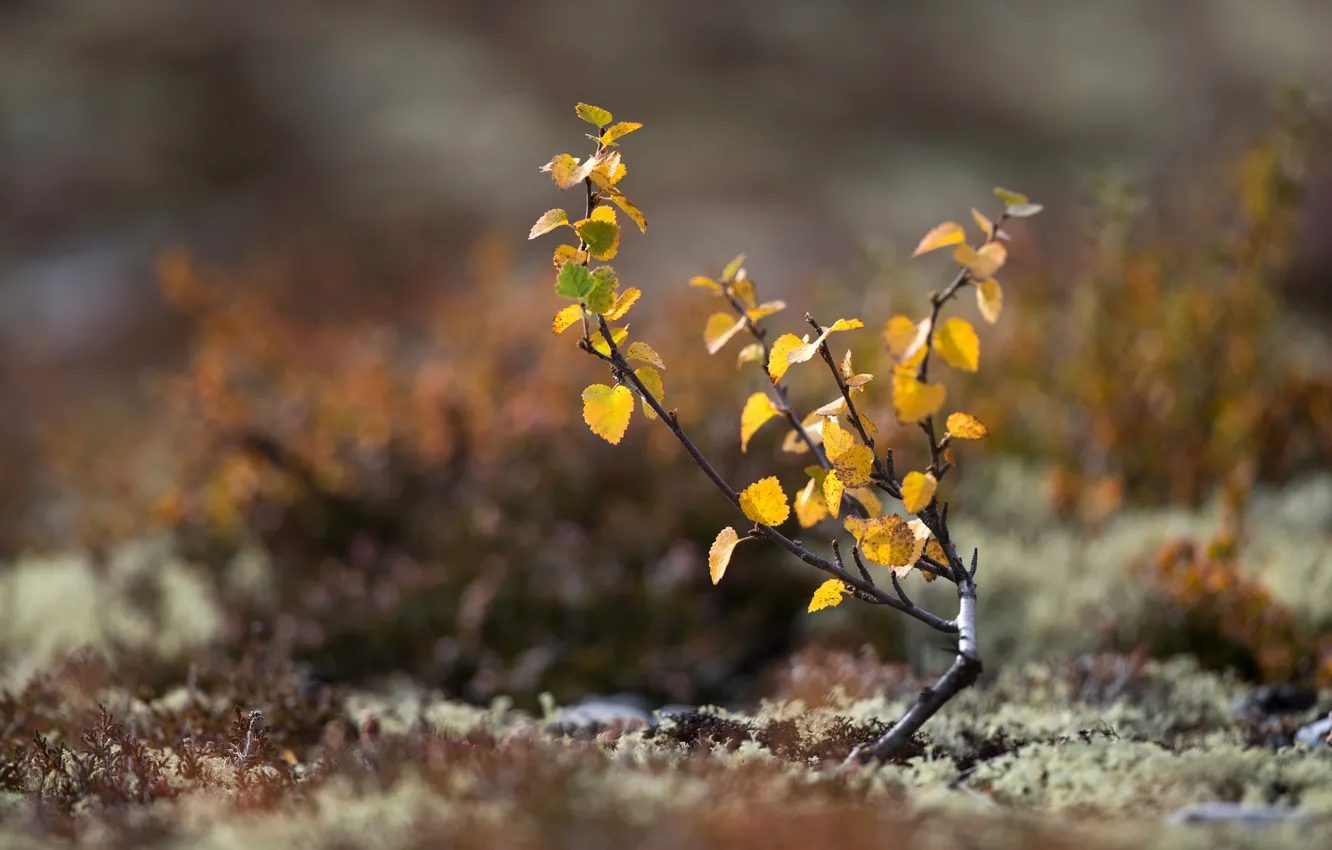 Photo wallpaper autumn, leaves, macro, tree, earth, moss
