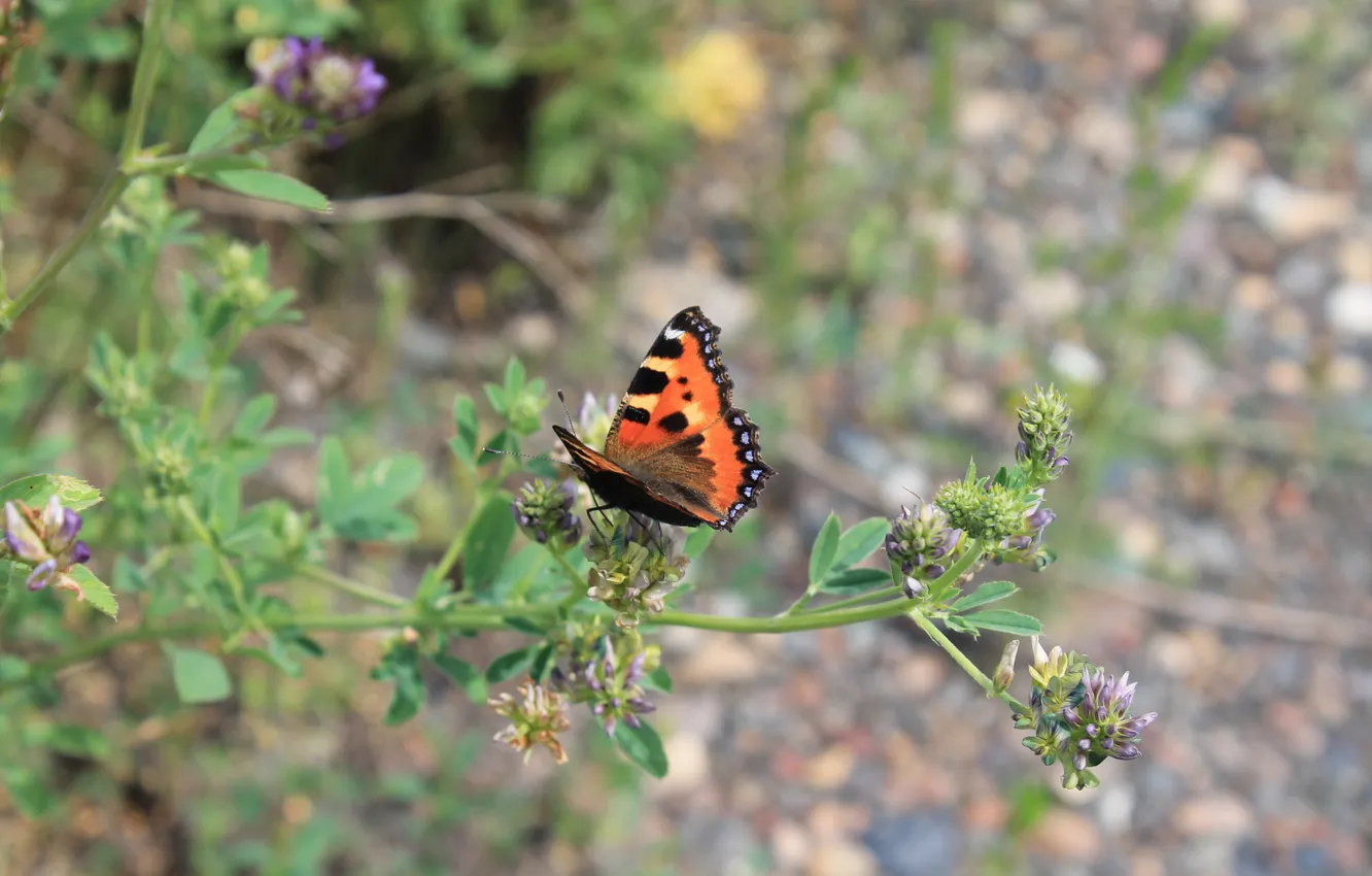 Photo wallpaper butterfly, clover, insect, macro flowers nature