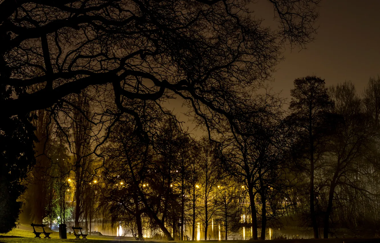 Photo wallpaper trees, night, branches, lights, pond, Park, lawn, lights