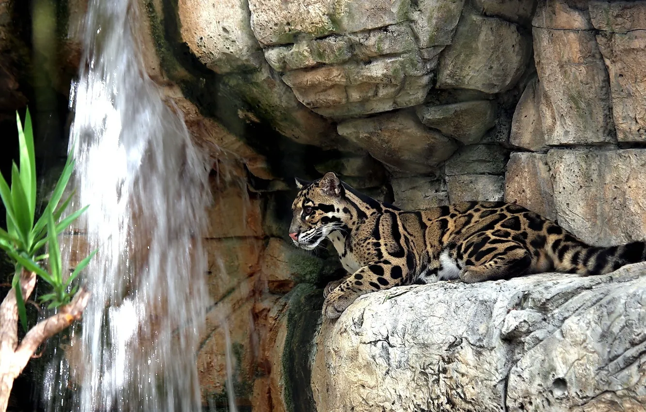 Photo wallpaper rocks, stay, waterfall, predator, clouded leopard