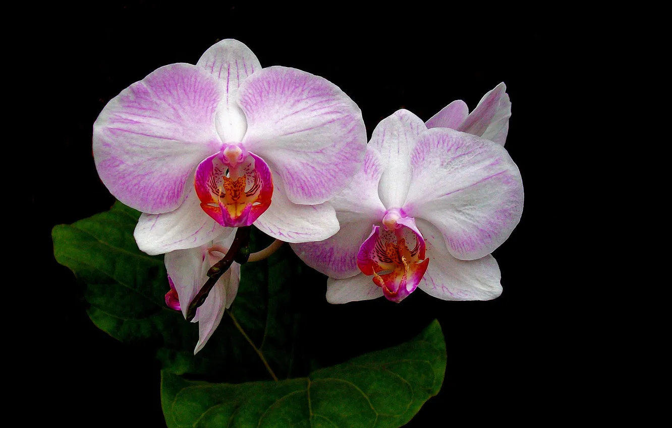 Photo wallpaper leaves, macro, petals, Orchid