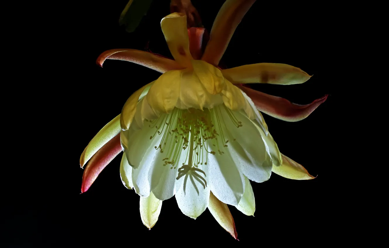 Photo wallpaper flowers, cactus, black background