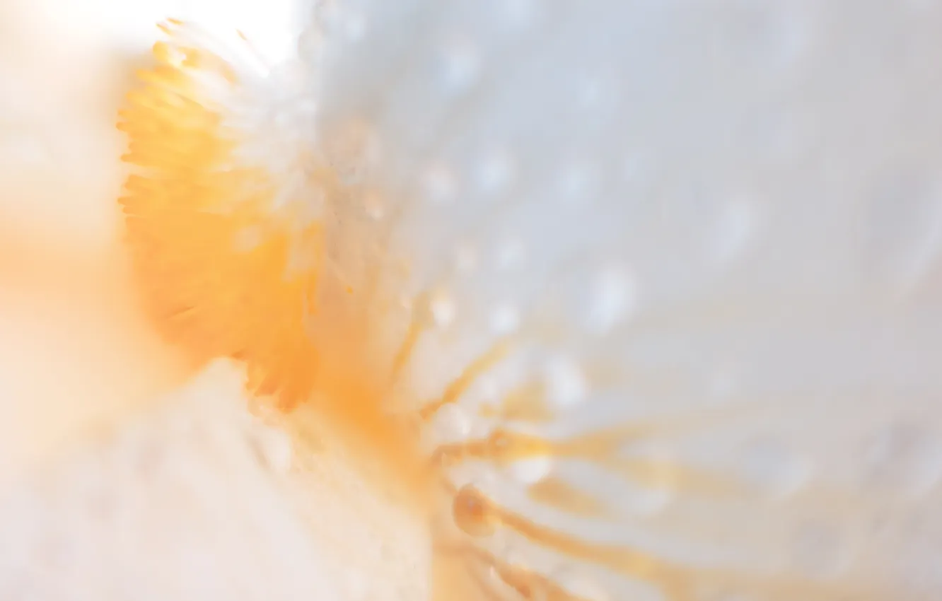 Photo wallpaper flowers, Rosa, iris