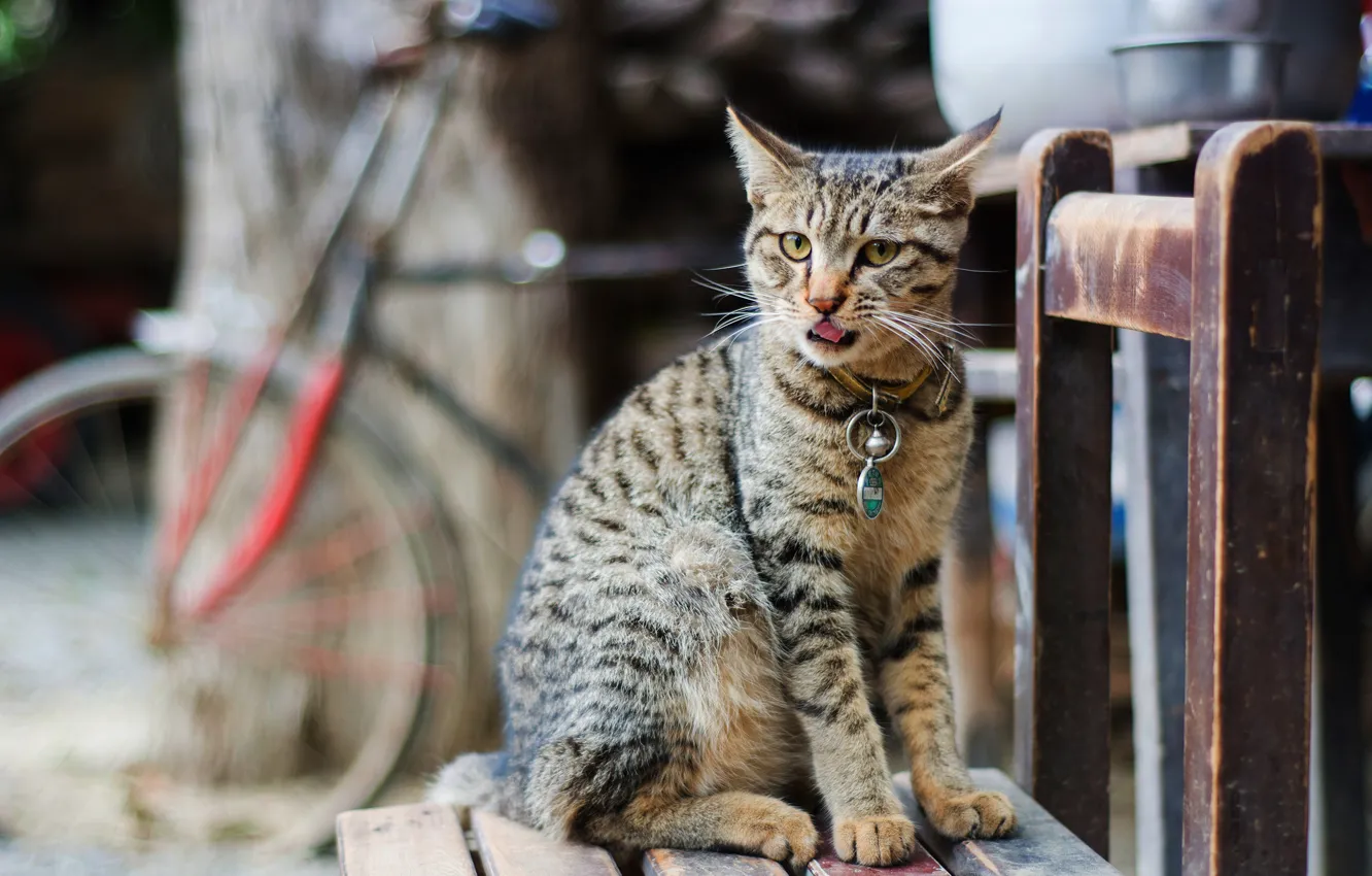 Photo wallpaper language, cat, cat, look, bike, pose, grey, background