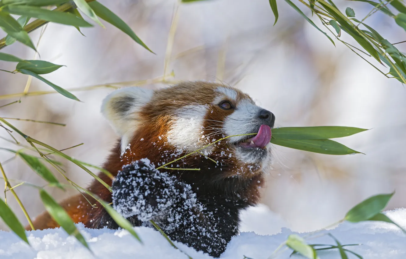 Photo wallpaper winter, language, snow, branch, bamboo, red Panda, firefox, red Panda