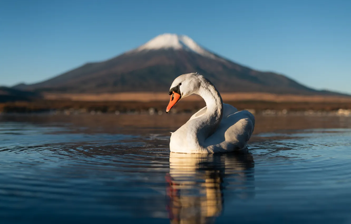 Photo wallpaper water, lake, bird, mountain, the volcano, Japan, Swan, Fuji