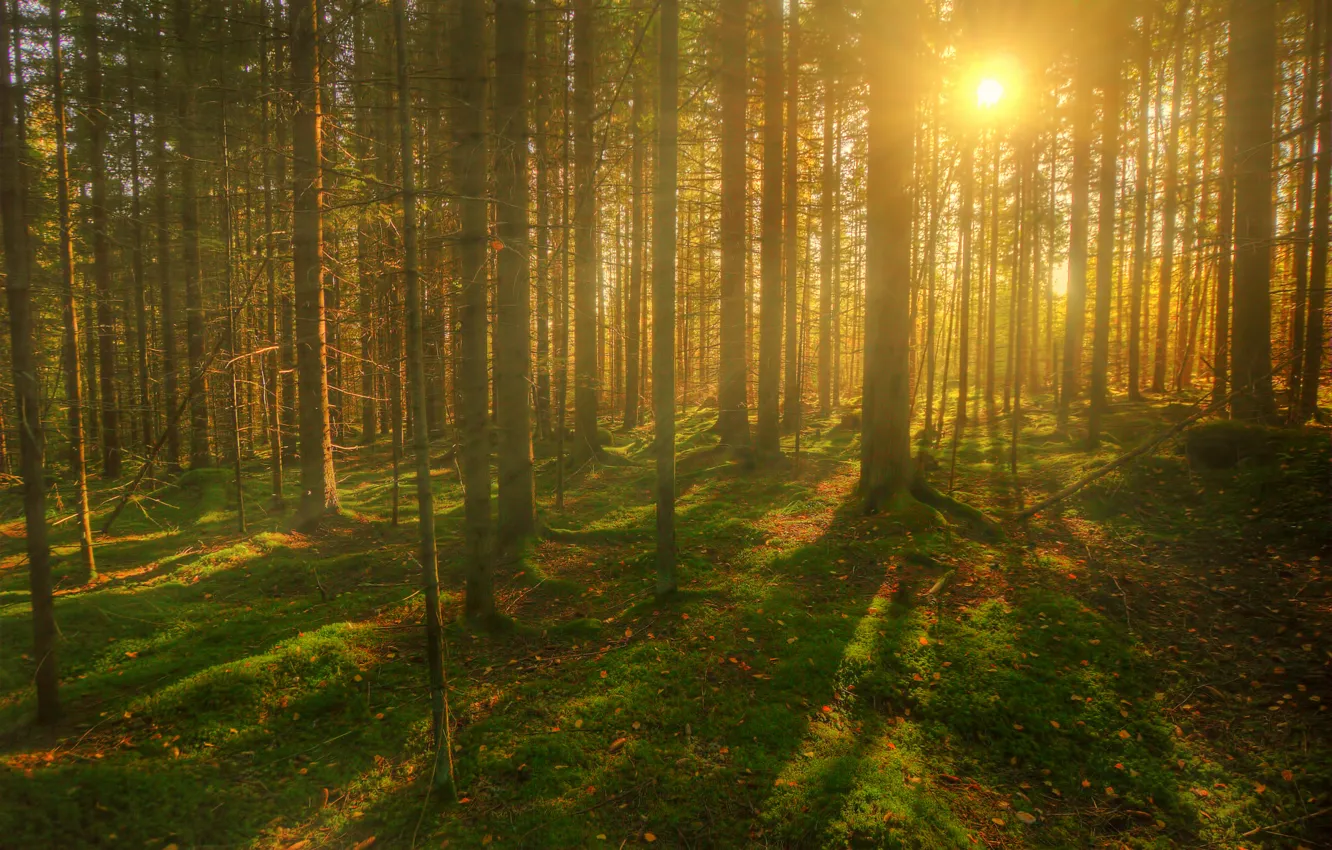 Photo wallpaper forest, the sun, trees, rays. summer