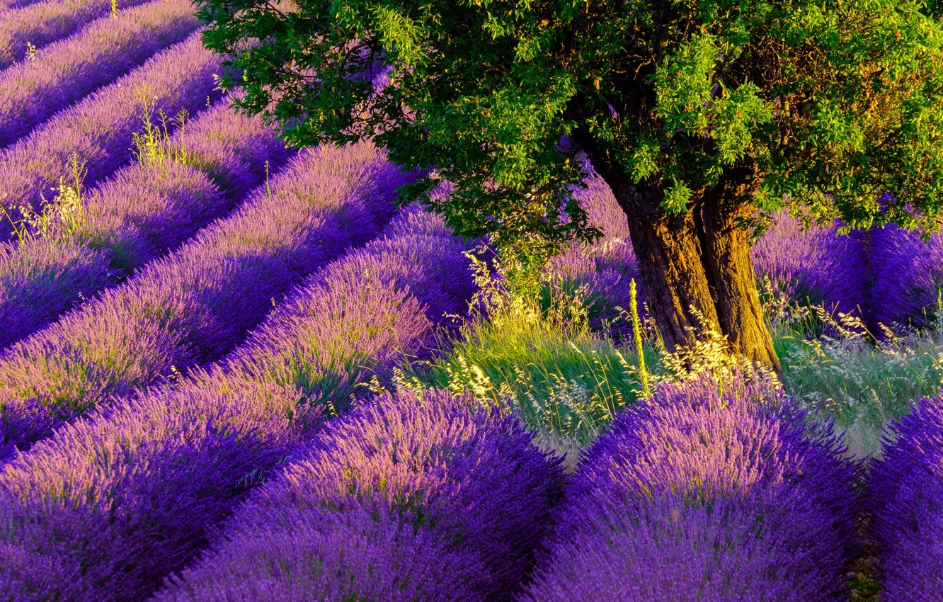 Photo wallpaper summer, grass, leaves, light, trees, flowers, the evening, lavender