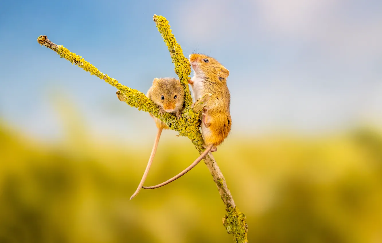 Photo wallpaper branches, background, a couple, rodent, mouse, The mouse is tiny