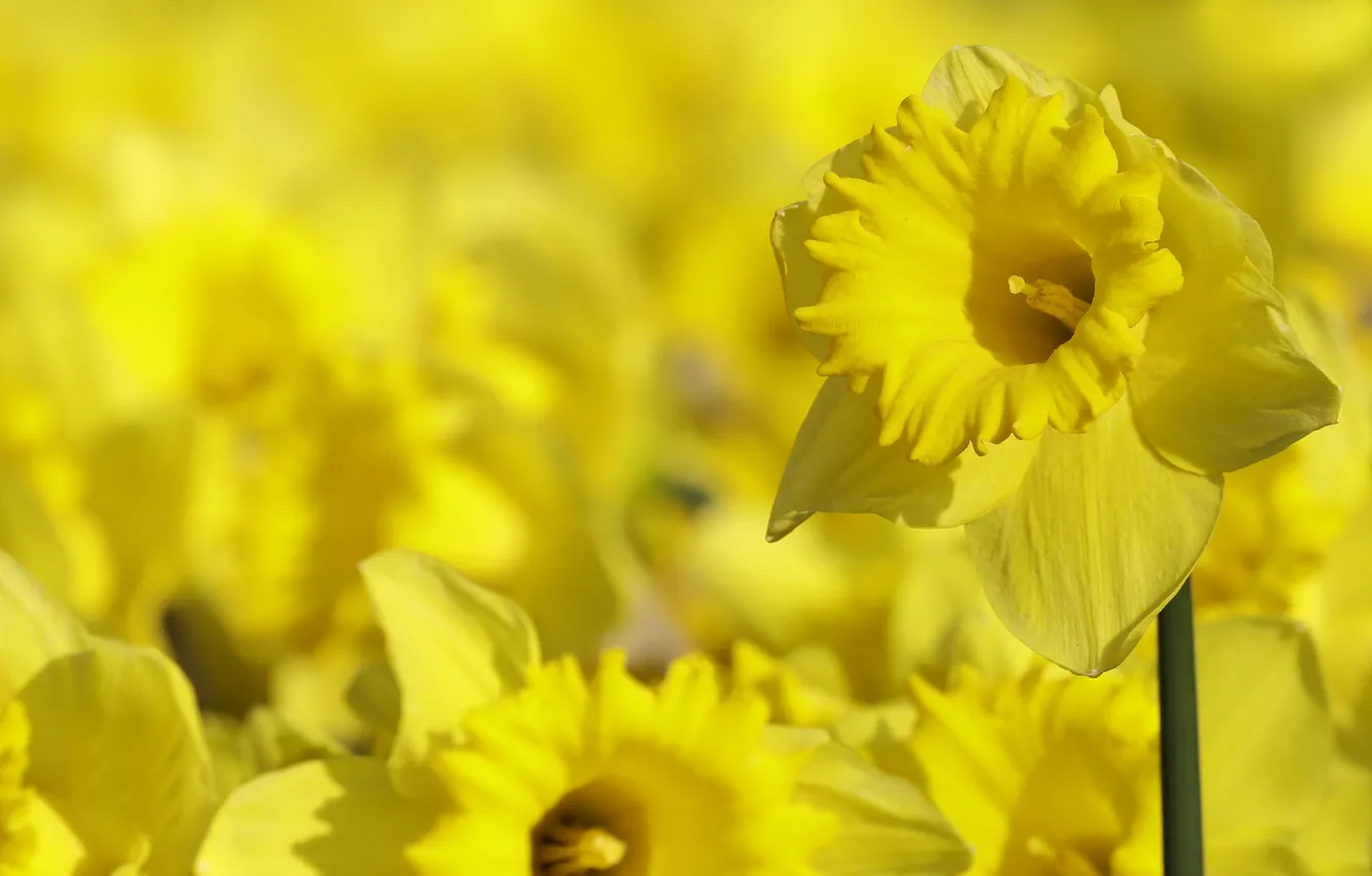 Photo wallpaper yellow, background, daffodils