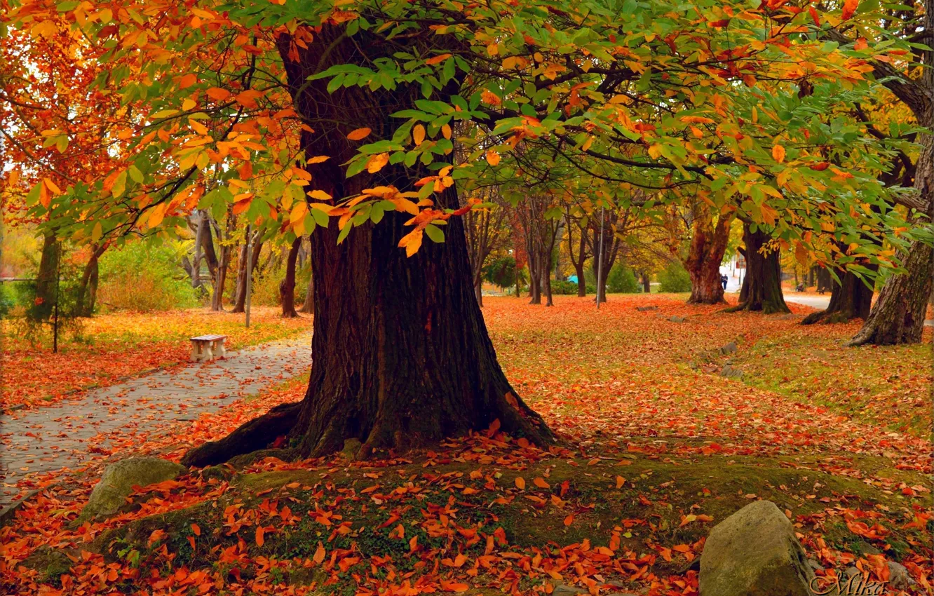 Photo wallpaper autumn, trees, Park, park, autumn, fall
