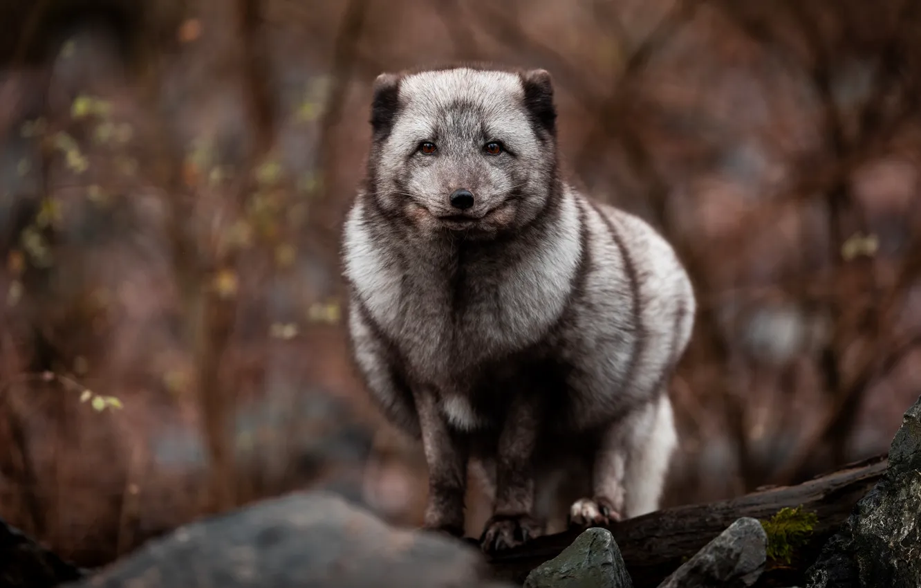 Photo wallpaper look, branches, nature, stones, grey, Fox
