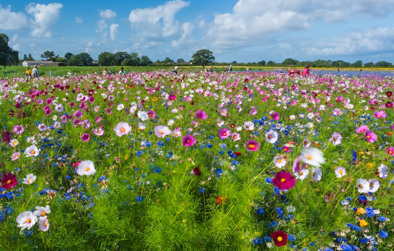 Photo wallpaper greens, field, summer, the sky, clouds, trees, flowers, people