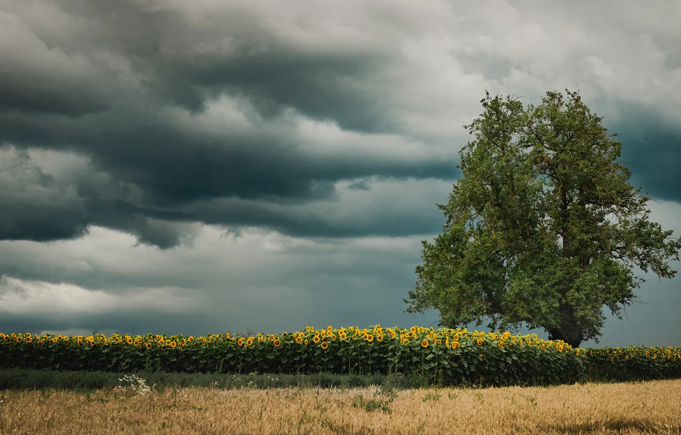 Photo wallpaper field, summer, the sky, trees, sunflowers, flowers, clouds, foliage