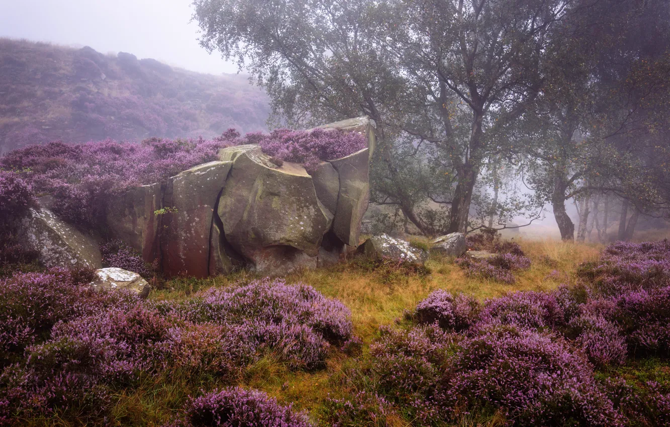 Photo wallpaper trees, nature, stones, vegetation, boulders, England, Heather, Derbyshire