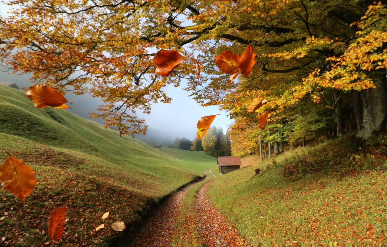 Photo wallpaper autumn, leaves, trees, landscape, branches, nature, fog, hills