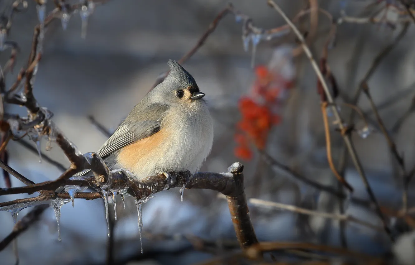 Photo wallpaper winter, branches, nature, bird, icicles, ostrogothia tit