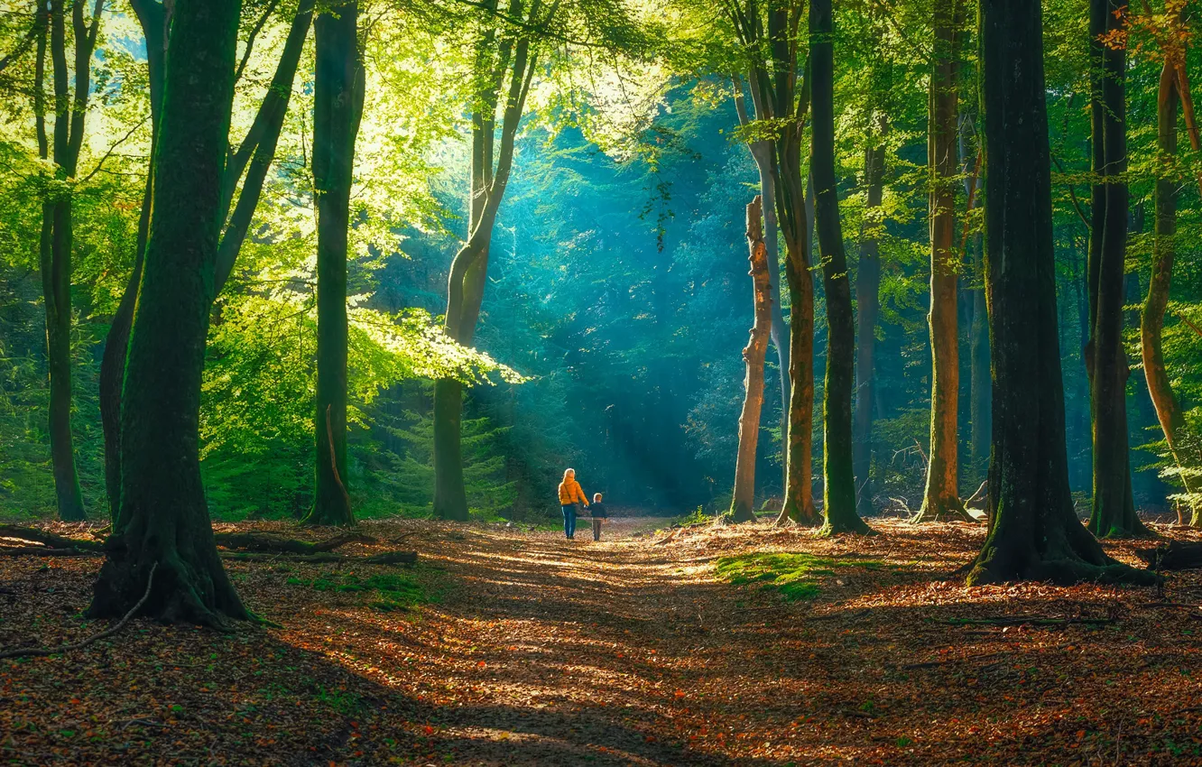 Photo wallpaper forest, track, walk
