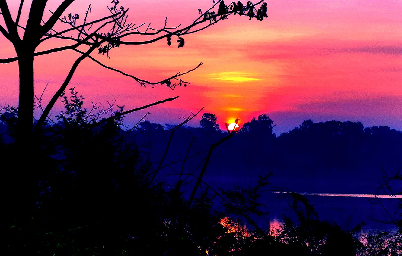 Photo wallpaper trees, water, lake, morning, sun, sunrise, dawn, woods