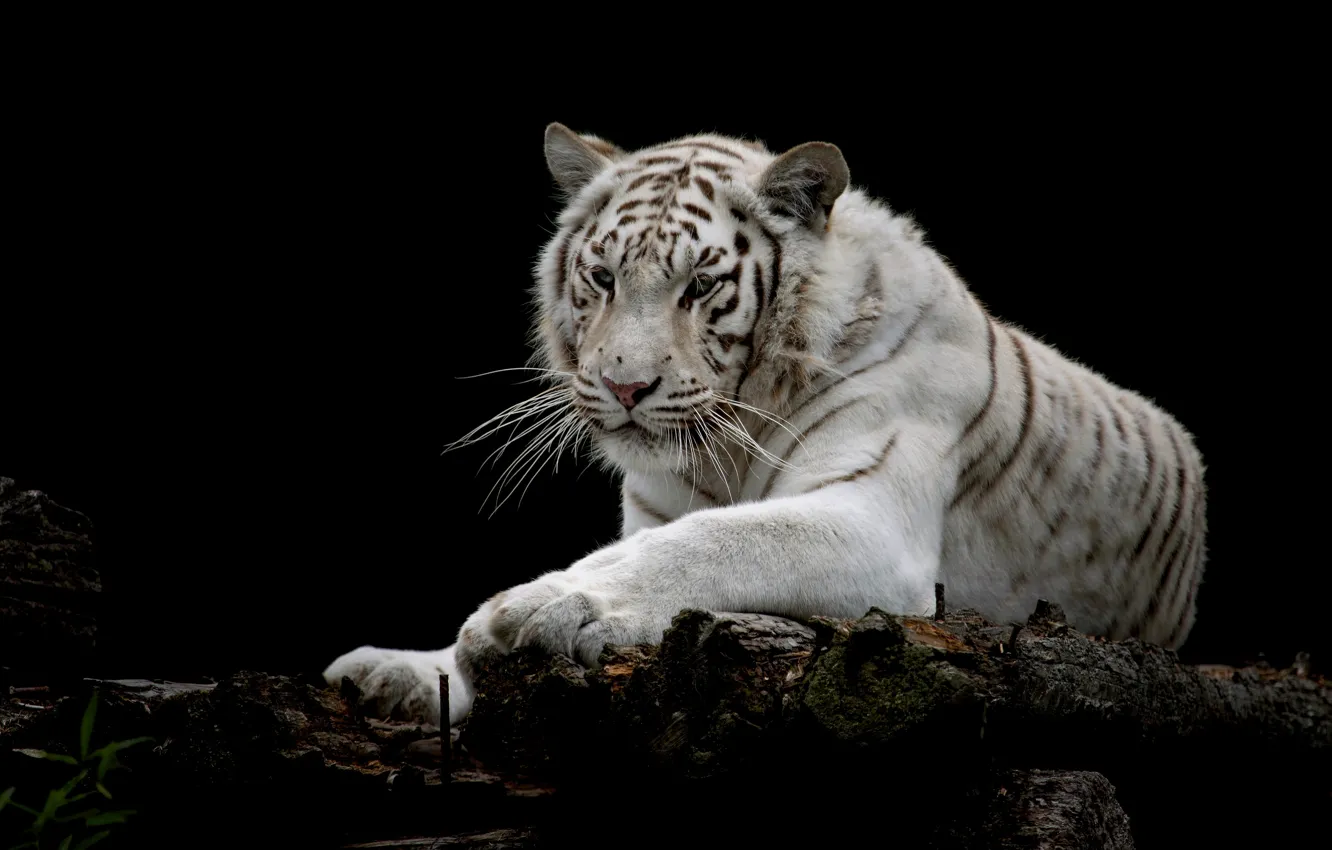 Photo wallpaper white, tiger, log, black background