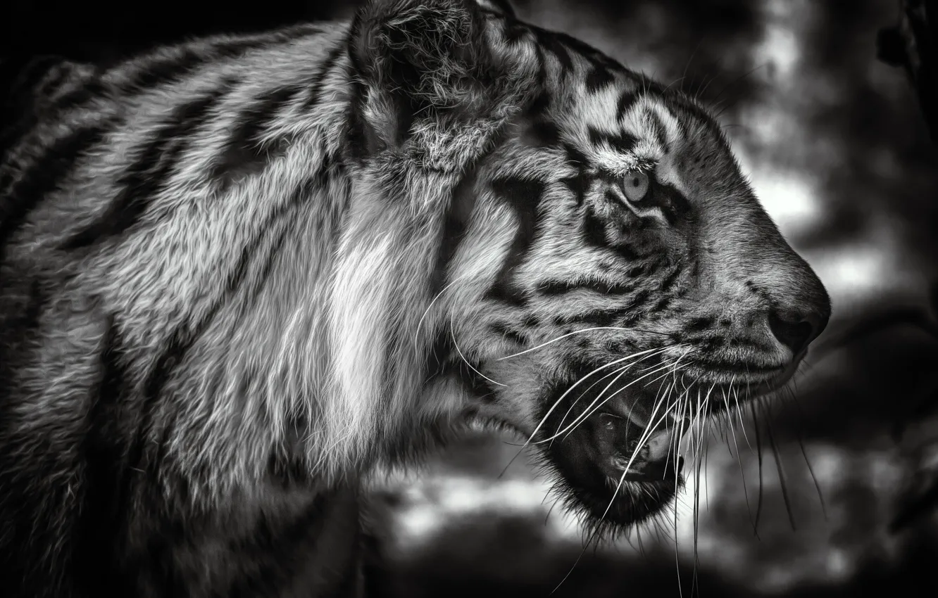Photo wallpaper face, tiger, portrait, black and white, profile, wild cat, monochrome