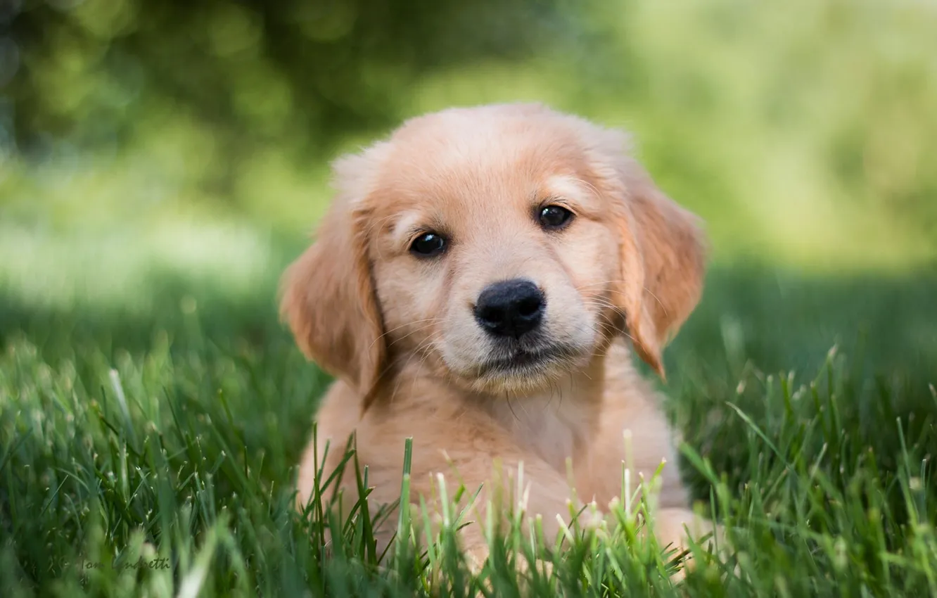 Photo wallpaper grass, look, dog, puppy, Golden Retriever, Golden Retriever